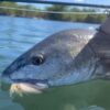 Lagoon Fishing Charter - Image 3