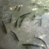 Lagoon Fishing Charter - Image 5