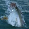 Lagoon Fishing Charter - Image 6